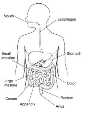 Image result for How Does Digested Food Get into Blood Absorption