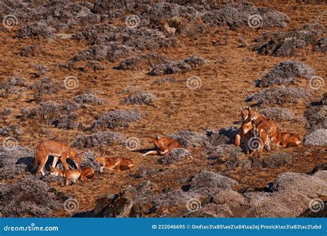 Ethiopian Wolf, Canis Simensis, Pack in the Nature. Bale Mountains NP, in Ethiopia. Rare Endemic ...