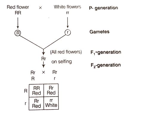 In a monohybrid cross of plants with red and white flowered plants ...