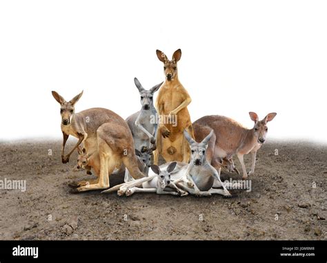What Is A Group Of Kangaroos Called at Scott Mcrae blog