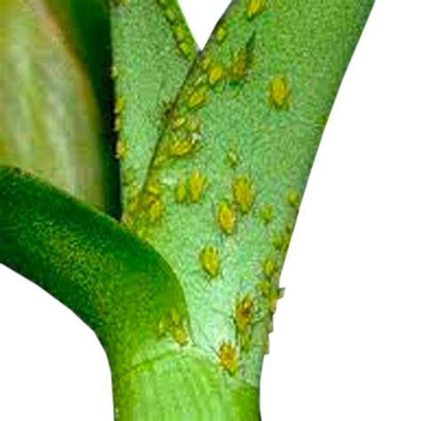 Pests & Diseases – Orchid-Tree