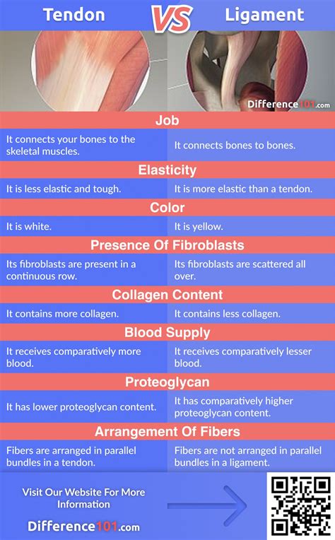 Tendon vs. Ligament: Differences and Similarities ...