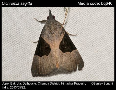 Dichromia sagitta (Fabricius, 1775) - | Moths