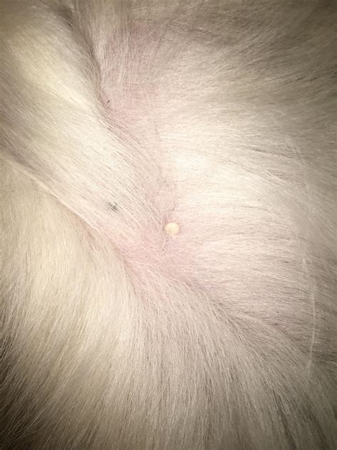 What is this white bump in my dogs belly? The black mark is her nipple ...
