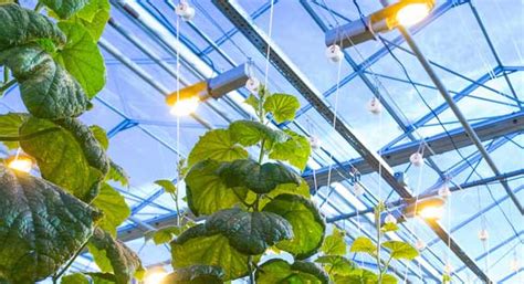 Grow Lights Testing & Training Solutions | TÜV SÜD in India