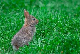 Image result for Baby Cottontail Rabbit One-day Old