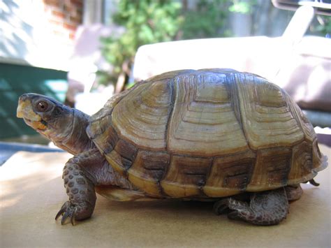 3 Toed Box Turtle Fact Sheet - C.S.W.D