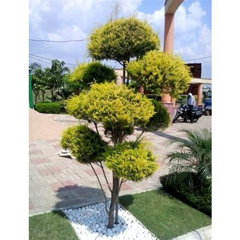 Golden Bottle Brush – Tapori Plant – Lalit Enterprise