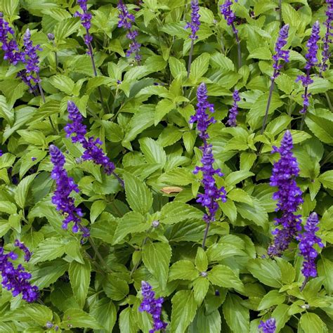 Mystic Spires Blue Salvia | Plants Express