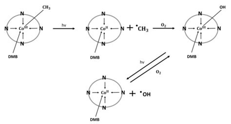 Vitamin B12—Multifaceted In Vivo Functions and In Vitro Applications