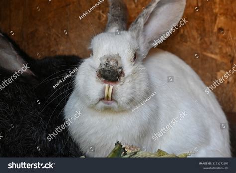 Rabbit Overgrown Teeth Rabbit After Illness Stock Photo 2193272587 ...