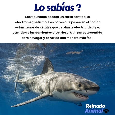 Curiosidades del Tiburón Blanco | Datos curiosos de animales, Animales ...