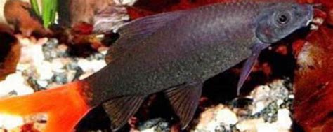 黑色的海鱼图片及名称-图库-五毛网