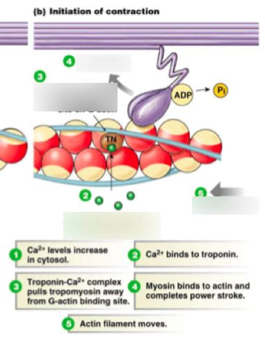 Image result for Crossbridge Cycle of Muscle Contraction Image