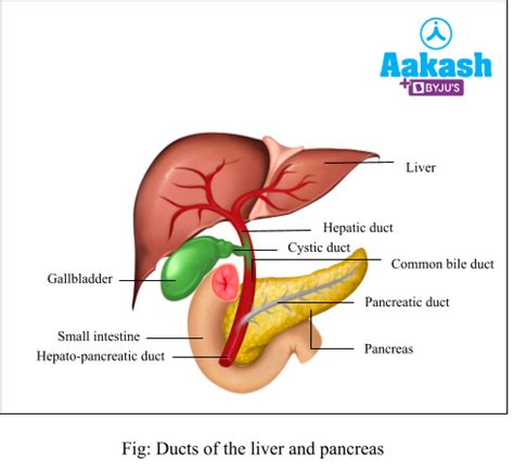 Digestive Glands: Function, Salivary glands, Liver & Pancreas | AESL