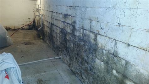 How To Get Rid Of Mold Spores In Your Basement - Openbasement