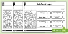 KS3 Layers of the Rainforest Match and Draw (teacher made)