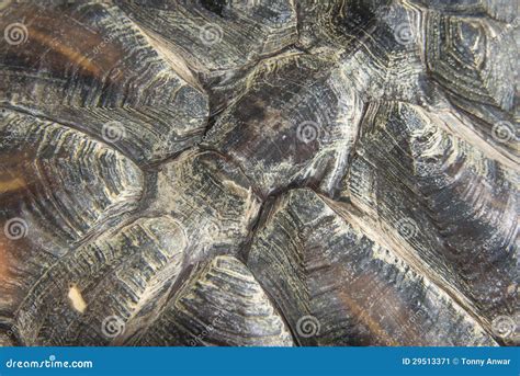 Image result for Bumpy Shell Turtle