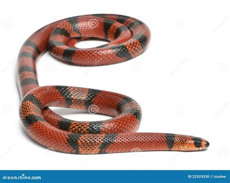 Albino Tangerine Selection Honduran Milk Snake, Lampropeltis Triangulum ...