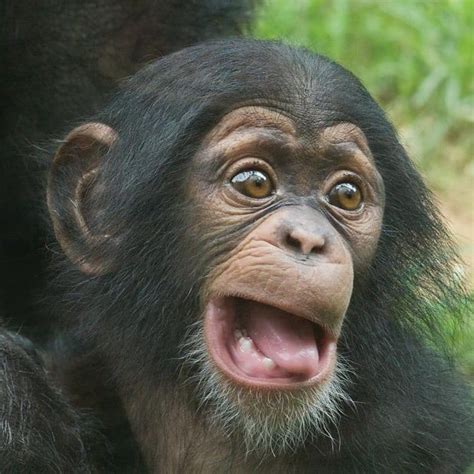 Image result for Monkey Using Computer Meme
