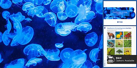 Image result for Classification Display KS2