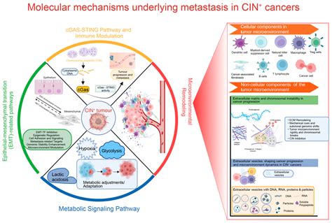 Chromosomal Instability-Driven Cancer Progression: Interplay with the ...