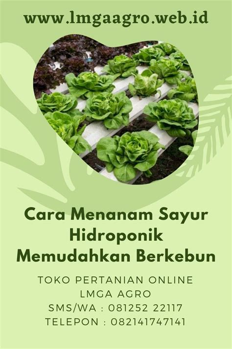 Panduan Praktis Cara Menanam Sayur Koll