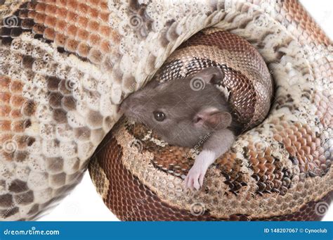 Python Brongersmai Care 的图像结果