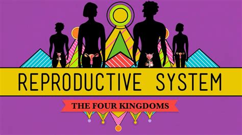 Crash Course Reproductive 的图像结果