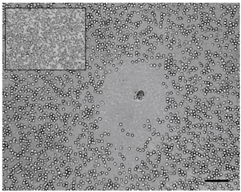 Cnidarian Immunity and the Repertoire of Defense Mechanisms in Anthozoans