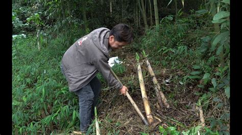 挖竹笋的方法，用这三个寻笋挖笋技巧，保证一挖一个准