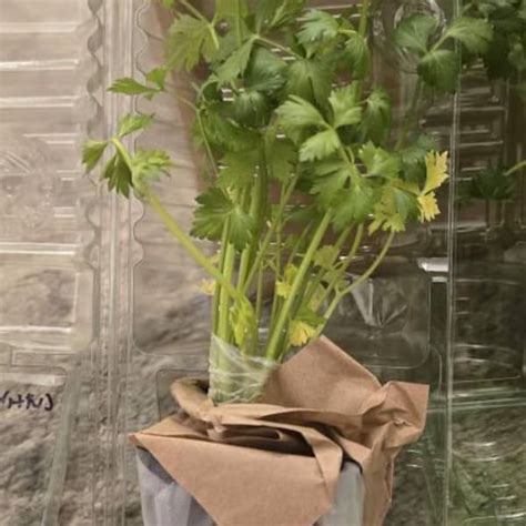 Buy Matricaria - Tetra White - Live Flower Plants - Seedlings/plugs- 5 ...