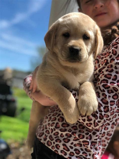 The Volhard Puppy Aptitude Testing and our Thoughts... - Endless ...