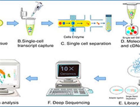 RNA Sequencing Method 的图像结果