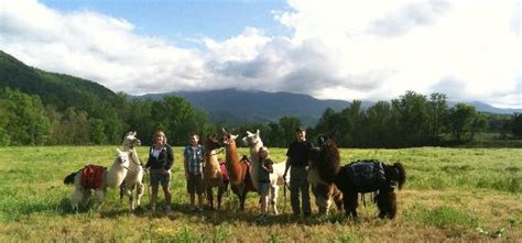 Smoky Mountain Llama Treks (Cosby) - 2022 What to Know Before You Go ...