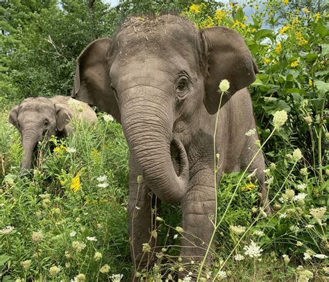 Asian Elephants Habitat