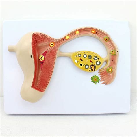 Image result for Making Female Reproductive Organ Model