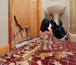 Image result for Toad Eating Drywall