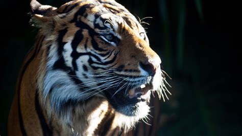 Download wallpaper 2560x1440 tiger, predator, big cat, animal, darkness ...