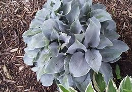 Image result for Hosta Blue Mixed