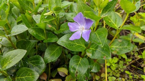 Kuvatulokset haulle periwinkle