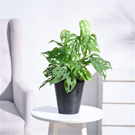 Buy Broken Heart Plant - Symbolic Indoor Beauty – Ugaoo