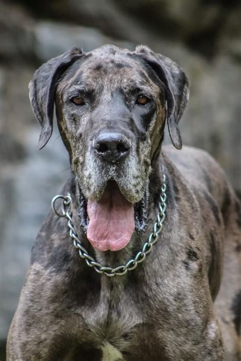 Image result for Drooling Dogs