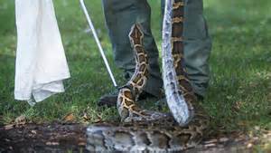 Python Training Class 的图像结果