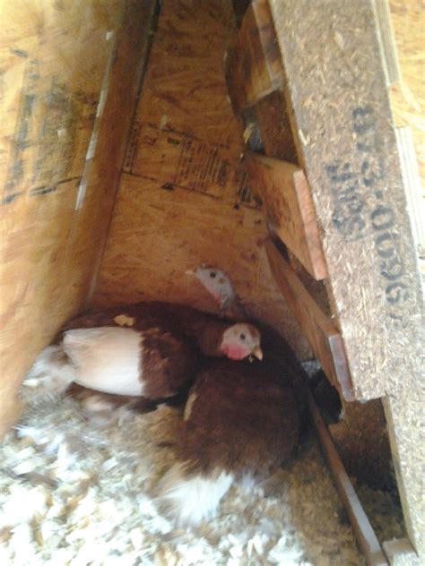 Turkey Nesting 的图像结果