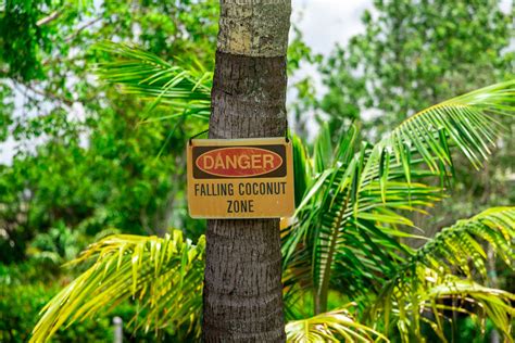 Curious Questions: How likely are you to be killed by a falling coconut? - Country Life