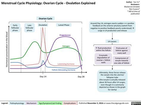 Image result for Ovulation Cycle