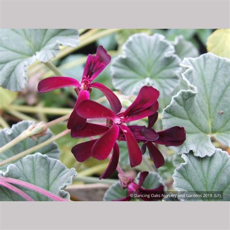 Pelargonium sidoides, South African Geranium – Dancing Oaks Nursery and ...