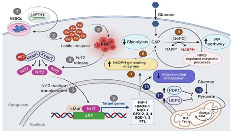 Uncovering the Metabolic and Stress Responses of Human Embryonic Stem ...