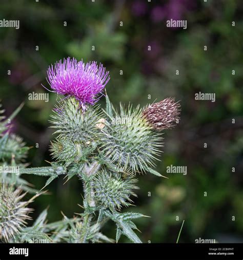 National flower of scotland hi-res stock photography and images - Alamy